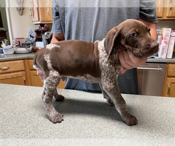 Medium Photo #23 German Shorthaired Pointer Puppy For Sale in ALBEMARLE, NC, USA