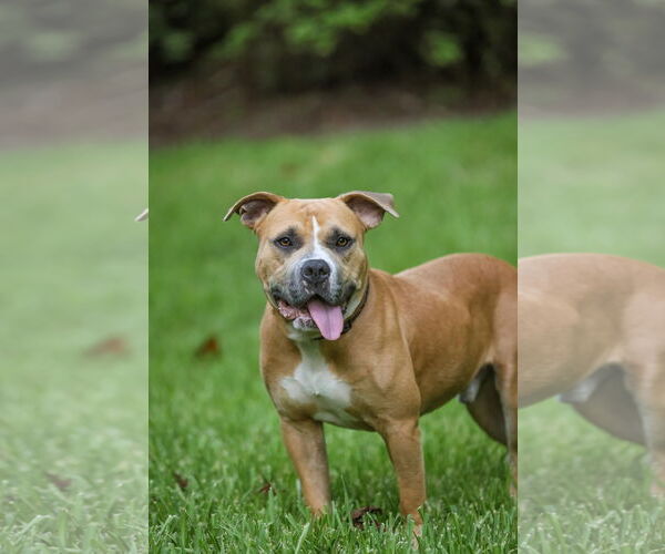 Medium Photo #2 Mutt Puppy For Sale in  Gainesville, FL, USA