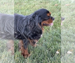 Father of the Cavalier King Charles Spaniel puppies born on 04/27/2023