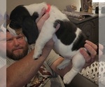 Small Photo #7 Basset Hound Puppy For Sale in BYHALIA, MS, USA