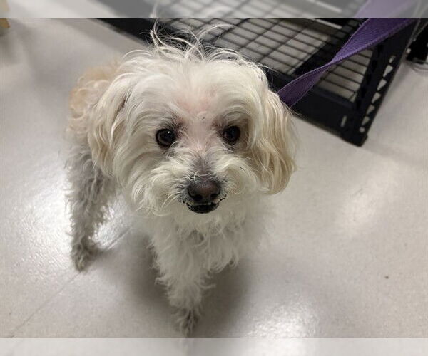 Medium Photo #1 Maltese-Unknown Mix Puppy For Sale in Corona, CA, USA