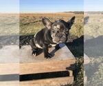 Small Photo #2 French Bulldog Puppy For Sale in GOSHEN, IN, USA