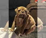 Puppy Blue Fawn Femal Olde English Bulldogge