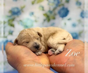 Maltipoo (Miniature) Puppy for sale in WINNSBORO, LA, USA