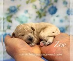 Small Maltipoo (Miniature)