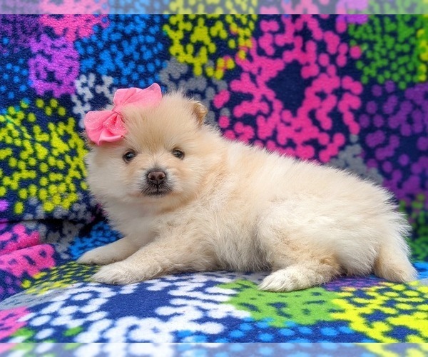 Medium Photo #4 Pomeranian Puppy For Sale in QUARRYVILLE, PA, USA