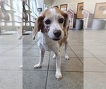 Small Beagle Mix