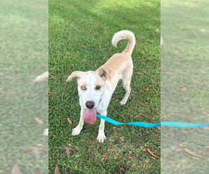Huskies -Pointer Mix Dogs for adoption in Oakhurst, NJ, USA