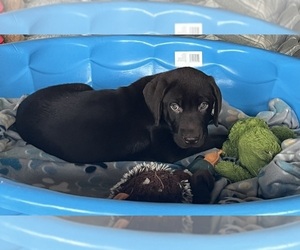 Labrador Retriever Puppy for sale in WAUSEON, OH, USA