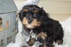 Small Photo #3 YorkiePoo Puppy For Sale in HONEY BROOK, PA, USA