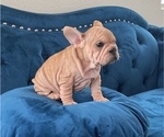 Small Photo #12 French Bulldog Puppy For Sale in SEATTLE, WA, USA