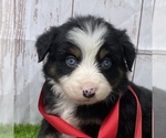 Small Photo #6 Miniature Australian Shepherd Puppy For Sale in FOYIL, OK, USA