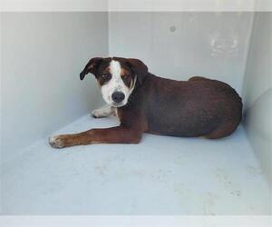 American Pit Bull Terrier-Labrador Retriever Mix Dogs for adoption in Houston, TX, USA
