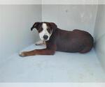 Small American Pit Bull Terrier-Labrador Retriever Mix