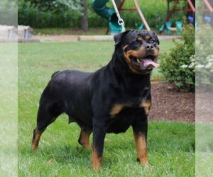 Mother of the Rottweiler puppies born on 03/17/2024