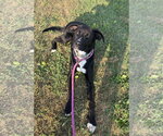 Small #1 Labrador Retriever Mix