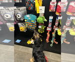 Small #4 German Shepherd Dog