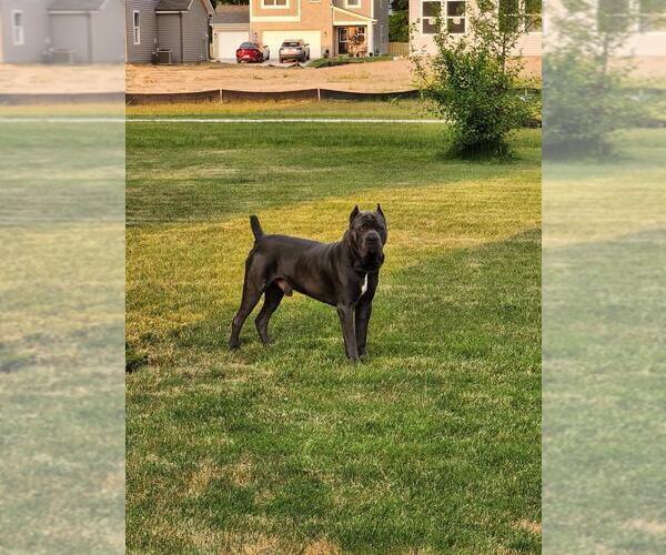 Medium Photo #1 Cane Corso Puppy For Sale in BARBOURSVILLE, VA, USA