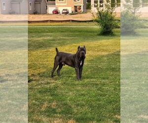 Father of the Cane Corso puppies born on 05/20/2026