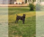 Small Photo #1 Cane Corso Puppy For Sale in BARBOURSVILLE, VA, USA