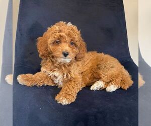 Havashu Puppy for sale in NARVON, PA, USA
