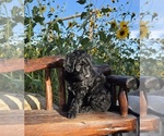 Puppy 7 Double Doodle
