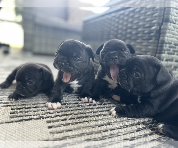 Medium Photo #9 French Bulldog Puppy For Sale in WESLEY CHAPEL, FL, USA