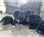 Small #8 French Bulldog