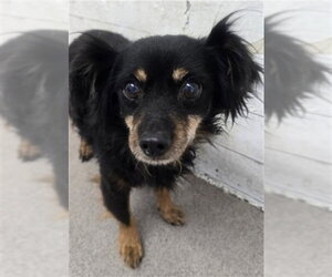Chihuahua Dogs for adoption in San Bernardino, CA, USA
