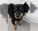 MIGHTY MOUSE - Male Chihuahua Dog for Adoption - Small photo