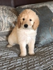 Goldendoodle Puppy for sale in HESPERIA, CA, USA