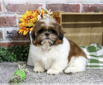 Larkspur - Male Shih Tzu Puppy for Sale - Photo #5
