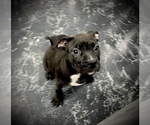 Small Photo #7 American Bully Puppy For Sale in REESEVILLE, WI, USA