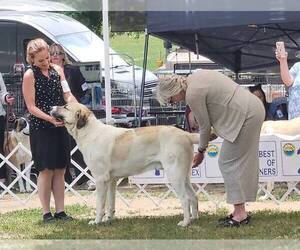 Father of the Anatolian Shepherd puppies born on 10/12/2025