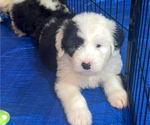 Small #9 Old English Sheepdog