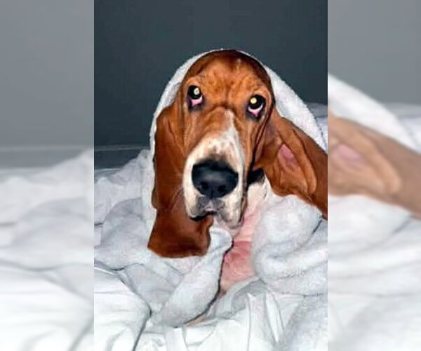 Medium Photo #5 Basset Hound Puppy For Sale in Deepwater, NJ, USA
