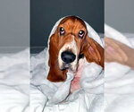 Small #4 Basset Hound