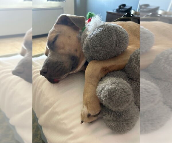 Medium Photo #6 Labrador Retriever-Unknown Mix Puppy For Sale in East Derry, NH, USA