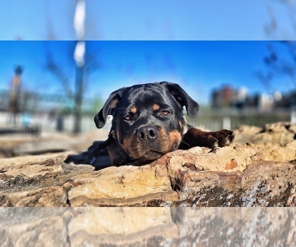 Medium Photo #25 Rottweiler Puppy For Sale in VONORE, TN, USA