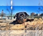 Small #24 Rottweiler