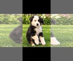 Puppy Forrest Australian Shepherd