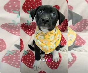 Borador Dogs for adoption in SHERBURNE, NY, USA