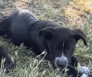 Labrenees Puppy for sale in ANZA, CA, USA