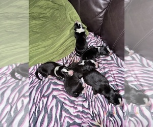 Border-Aussie Puppy for sale in MADRID, IA, USA