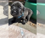 Small Photo #6 Cane Corso Puppy For Sale in CLEARWATER, FL, USA