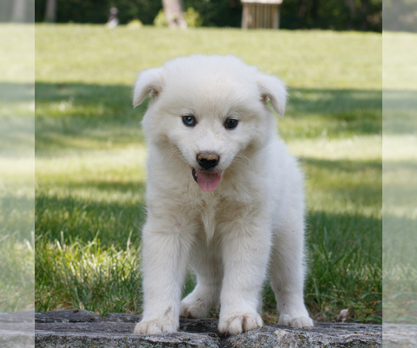 Medium Photo #3 Samoyed-Siberian Husky Mix Puppy For Sale in GAP, PA, USA