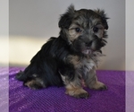 Small Photo #4 Morkie Puppy For Sale in DOWNING, MO, USA
