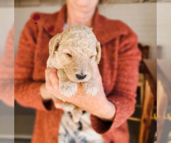 Medium Photo #20 Poodle (Standard) Puppy For Sale in WAGENER, SC, USA