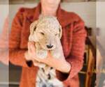 Small Photo #20 Poodle (Standard) Puppy For Sale in WAGENER, SC, USA