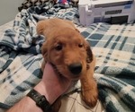Puppy Silver Golden Retriever